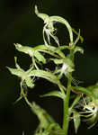 Green fringed orchid